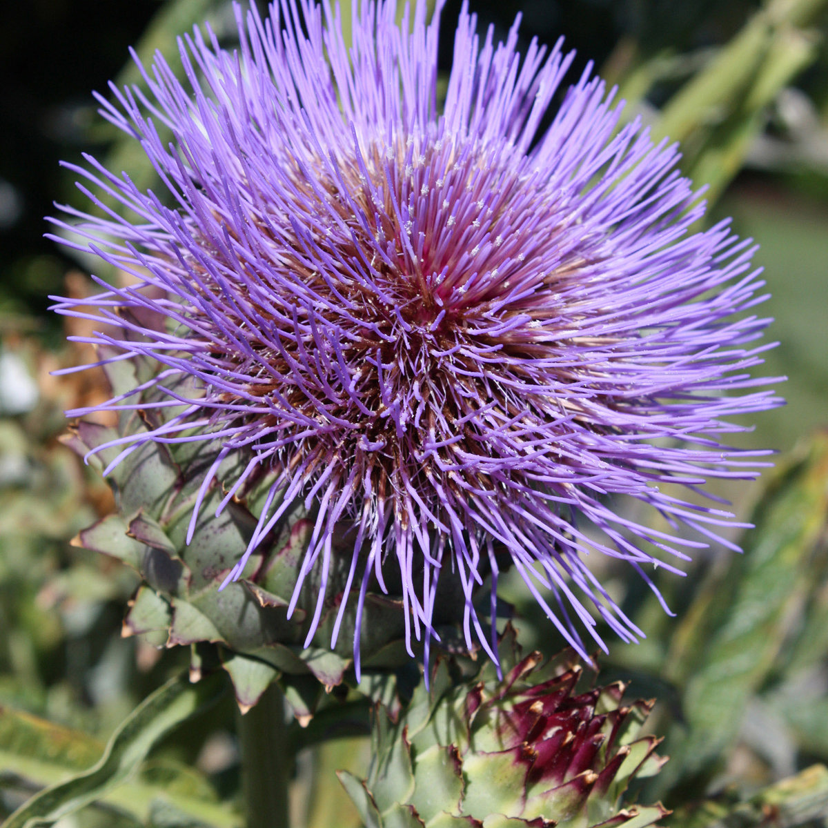 Great Cut Flowers